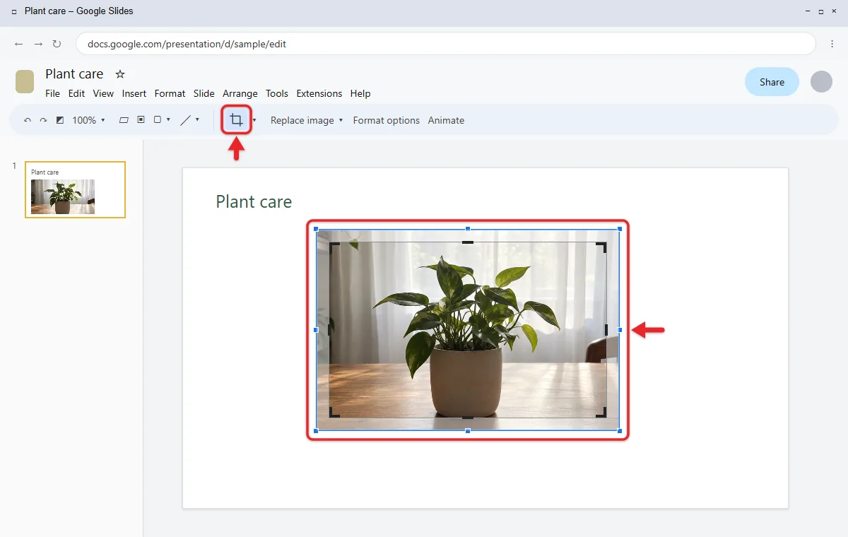 How to Crop (and Edit) a Picture in Google Slides 2 Picture in Google Slides in crop mode with crop handles on the corners and edges